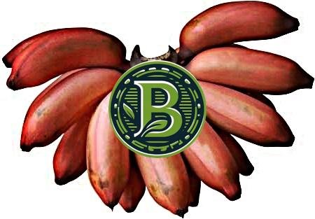 RED BANANA - SET OF 3 LIVE PLANTS - BANGALORE AGRICO