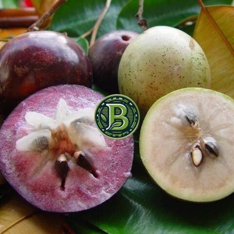 STAR APPLE - LIVE PLANT(FROM SEED) - ALL CLIMATE - BANGALORE AGRICO