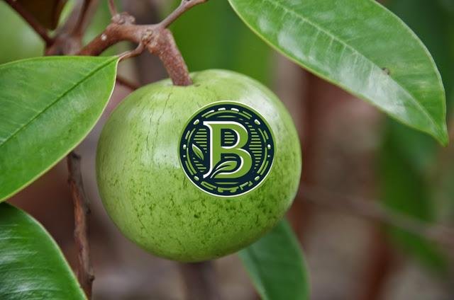 STAR APPLE - LIVE PLANT(FROM SEED) - ALL CLIMATE - BANGALORE AGRICO - Image 2