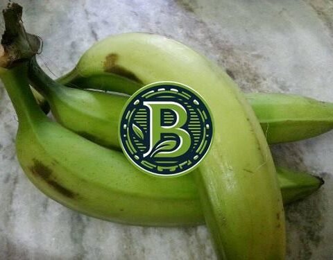 NENTHRAN BANANA - CHIPS BANANA - LIVE PLANT - BANGALORE AGRICO