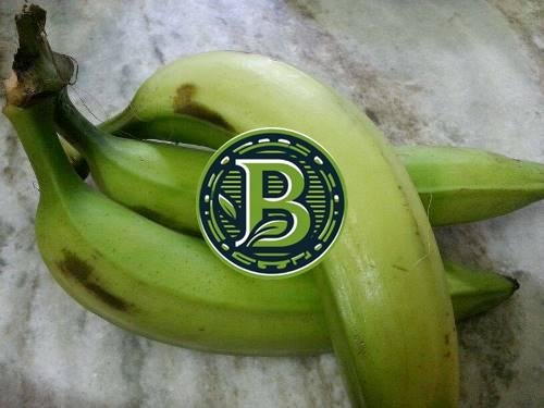 NENTHRAN BANANA - CHIPS BANANA - LIVE PLANT - BANGALORE AGRICO