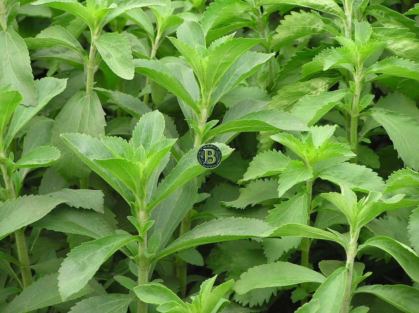 Stevia Rebaudiana Plant Set of 3 - Bangalore Agrico