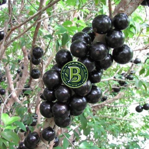 Jabuticaba Fruit Plant – Fruiting Exotic Tree