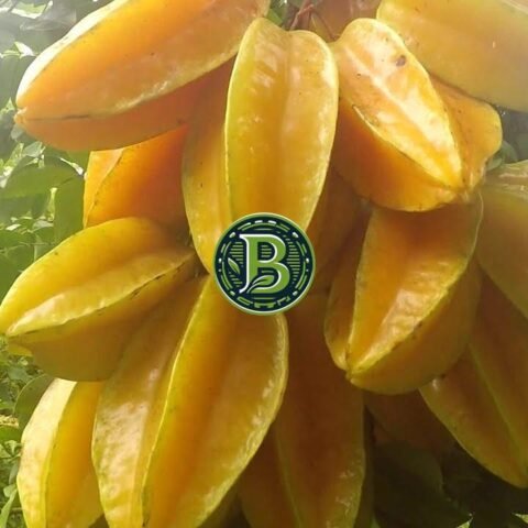 Star Fruit – Averrhoa carambola - Plant