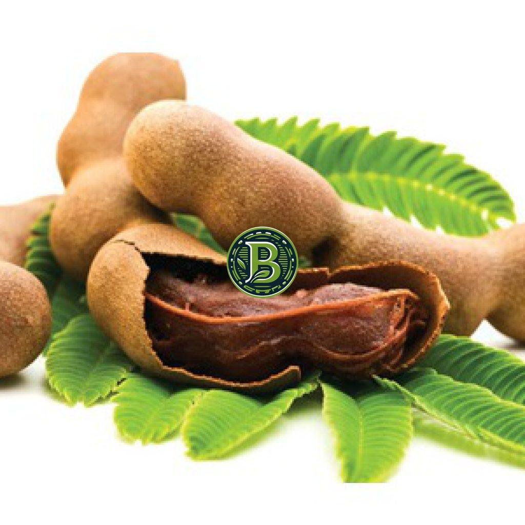 TAMARIND-TAMARINDUS INDICA- LIVE PLANT - ALL CLIMATE - BANGALORE AGRICO