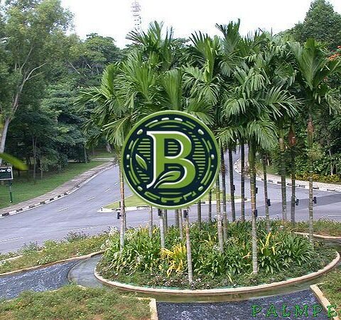 BETEL PALM-ARECA CATECHU- LIVE PLANT - ALL CLIMATE - BANGALORE AGRICO