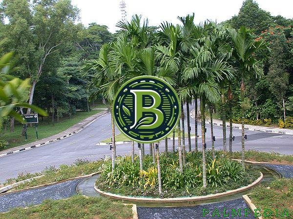 BETEL PALM-ARECA CATECHU- LIVE PLANT - ALL CLIMATE - BANGALORE AGRICO