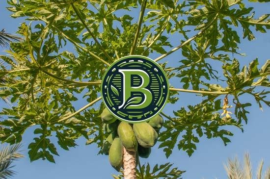 PAPAYA-CARICA PAPAYA- LIVE PLANT - ALL CLIMATE - BANGALORE AGRICO