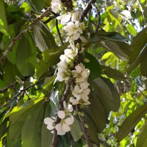 DURAIN MUNJIT- LIVE PLANT - ALL CLIMATE - BANGALORE AGRICO