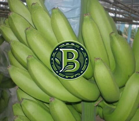 G9 Banana Plant – Set of 3 Plants