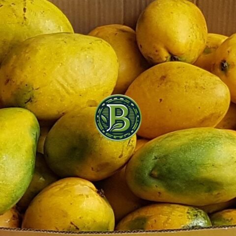 Imam Pasand Mango Plant