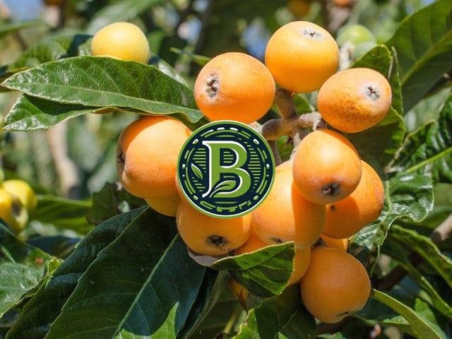 LOQUAT-ERIOBOTRYA JAPONICA- LIVE PLANT - BANGALORE AGRICO