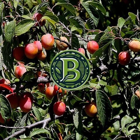 WILD PLUM- LIVE PLANT - ALL CLIMATE - BANGALORE AGRICO