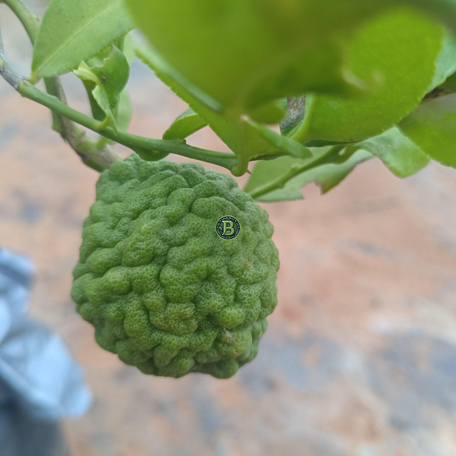 Kaffir Lime-Citrus Hystrix Plant - Bangalore Agrico - Image 2