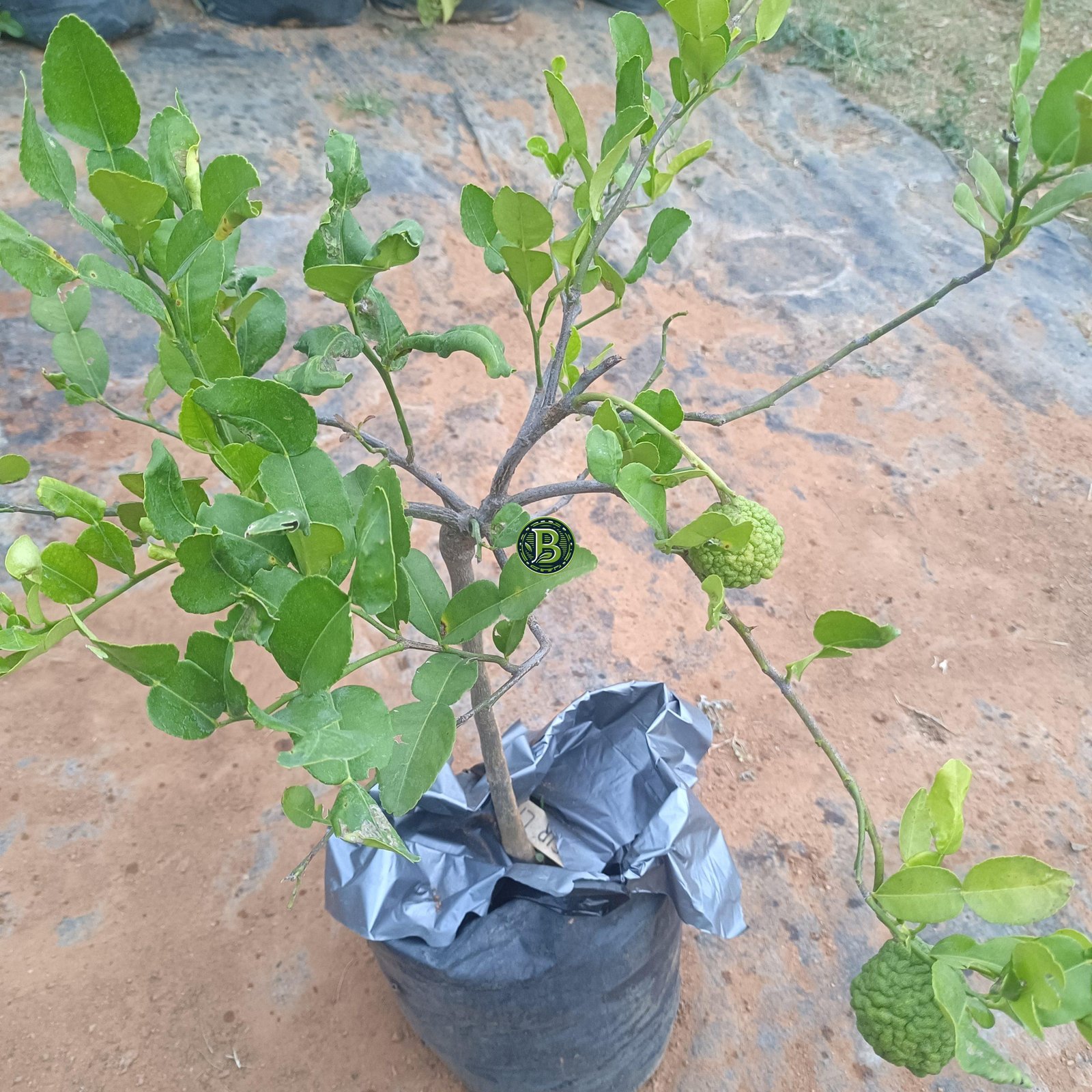 Thai-Kaffirlime-plants-Bangalore-Agrico