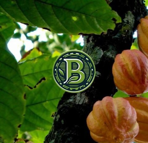 COCOA TREE- LIVE PLANT - ALL CLIMATE - BANGALORE AGRICO