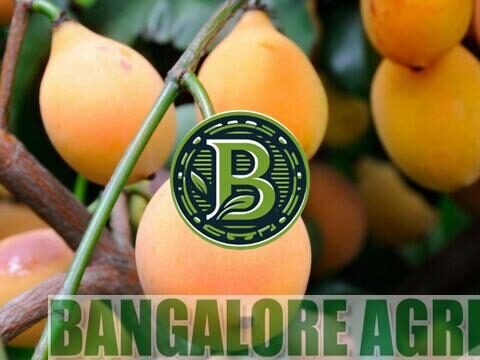 achachairu-buy-online-india