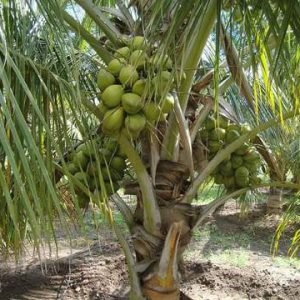 DWARF COCONUT TREE-COCOS NUCIFERA- LIVE PLANT - ALL CLIMATE - BANGALORE AGRICO