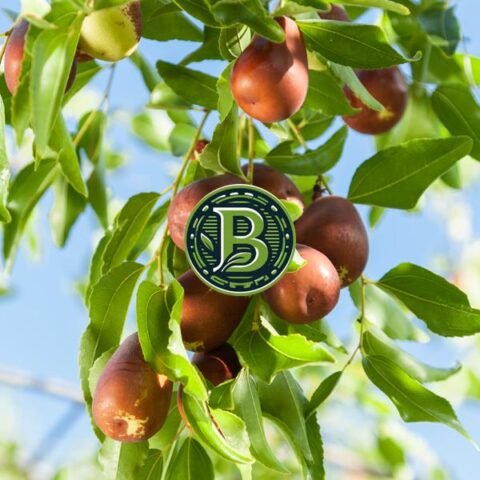 BER FRUIT- LIVE PLANT - ALL CLIMATE - BANGALORE AGRICO