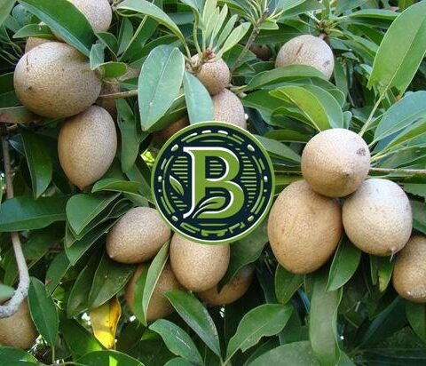CHIKOO-MANILKARA ZAPOTA- LIVE PLANT - ALL CLIMATE - BANGALORE AGRICO