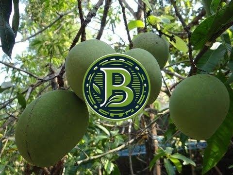 MOOVANDAN MANGO-MANGIFERA INDICA- LIVE PLANT - ALL CLIMATE - BANGALORE AGRICO