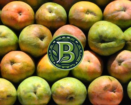 MULGOBA MANGO-MANGIFERA INDICA- LIVE PLANT - ALL CLIMATE - BANGALORE AGRICO