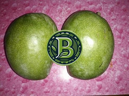 NEELAM MANGO- LIVE PLANT - ALL CLIMATE - BANGALORE AGRICO