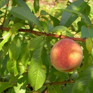 PEACH- PRUNUS PERSICA-LIVE PLANT - ALL CLIMATE - BANGALORE AGRICO
