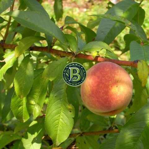PEACH- PRUNUS PERSICA-LIVE PLANT - ALL CLIMATE - BANGALORE AGRICO