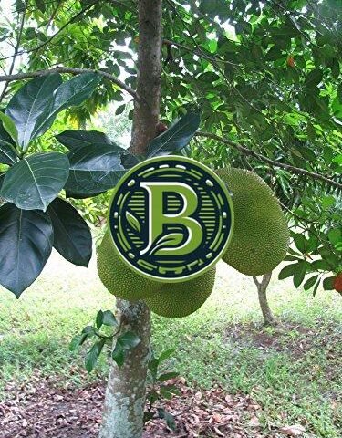 red-barlet-jackfruit