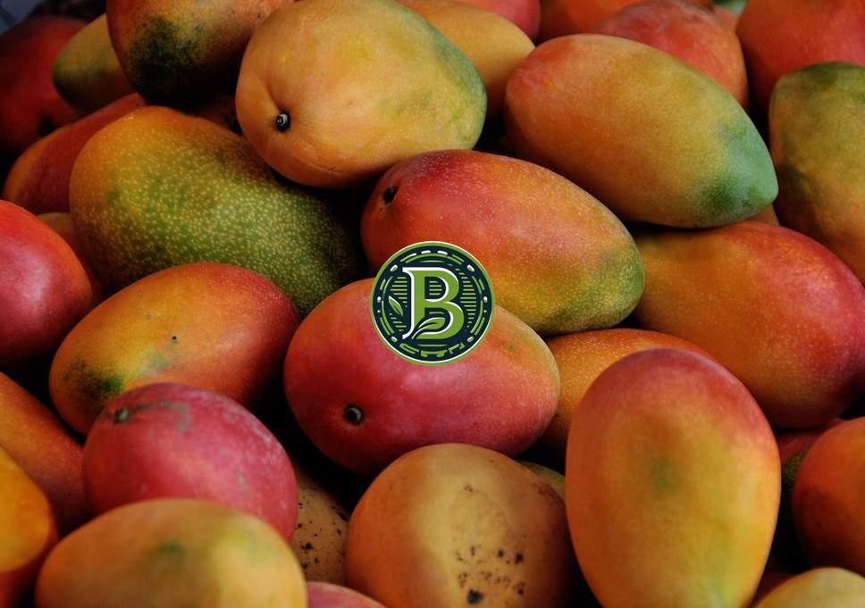 Sindhu Mango Plant, seedless