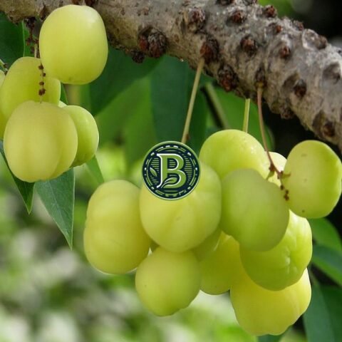 Star Gooseberry Plant – Fruiting Plant for India