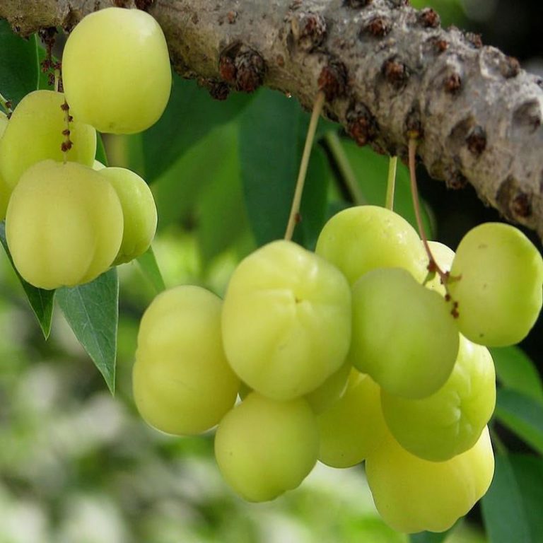 Buy Star Gooseberry Plant Online India | Bangalore Agrico