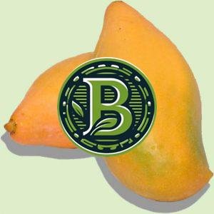 BANGALORA MANGO-MANGIFERA INDICA- LIVE PLANT - ALL CLIMATE - BANGALORE AGRICO