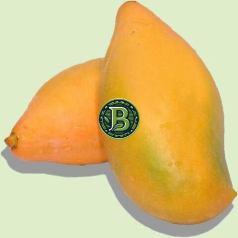BANGALORA MANGO-MANGIFERA INDICA- LIVE PLANT - ALL CLIMATE - BANGALORE AGRICO
