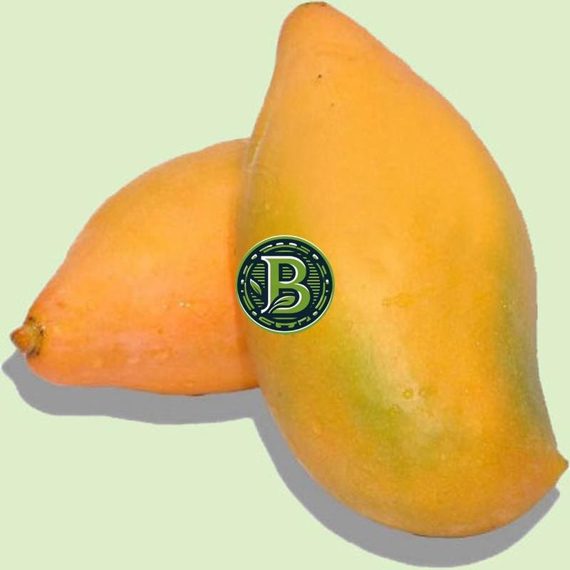 BANGALORA MANGO-MANGIFERA INDICA- LIVE PLANT - ALL CLIMATE - BANGALORE AGRICO