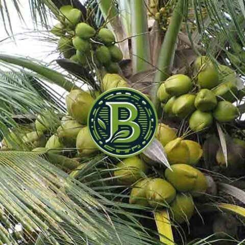 WEST COAST TALL COCONUT-COCOS NUCIFERA- LIVE PLANT - ALL CLIMATE - BANGALORE AGRICO