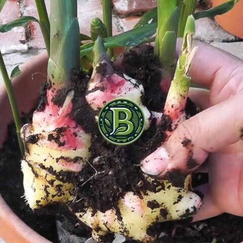 Ginger Plant (Zingiber officinale)