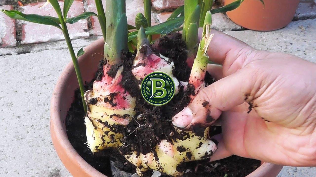 Ginger Plant (Zingiber officinale)