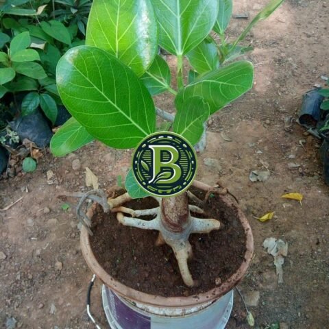 FICUS BANGHALENSES BONSAI - LIVE PLANT - ALL CLIMATE - BANGALORE AGRICO
