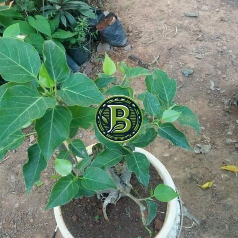 INDIAN SMALL LEAF BANYAN TREE BONSAI - LIVE PLANT - ALL CLIMATE - BANGALORE AGRICO