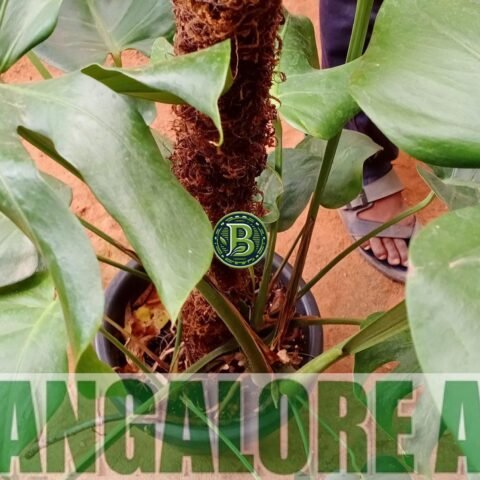 MONSTERA DELICIOSA – LIVE PLANT - BANGALORE AGRICO
