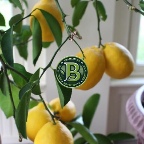 Seedless Lemon Plant