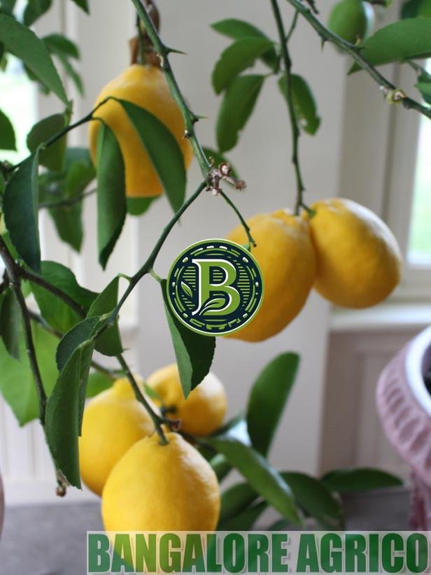Seedless Lemon - Dwarf Plant (Citrus limon)
