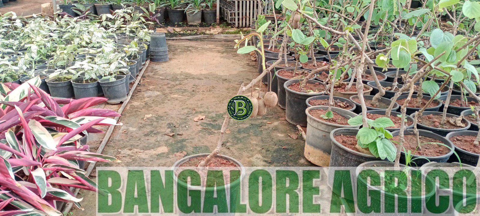 KIWI - Actinidia deliciosa - Pair of 2 plants - BANGALORE AGRICO - Image 3
