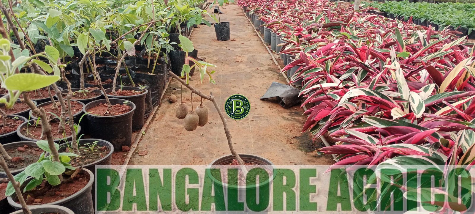 KIWI - Actinidia deliciosa - Pair of 2 plants - BANGALORE AGRICO - Image 4