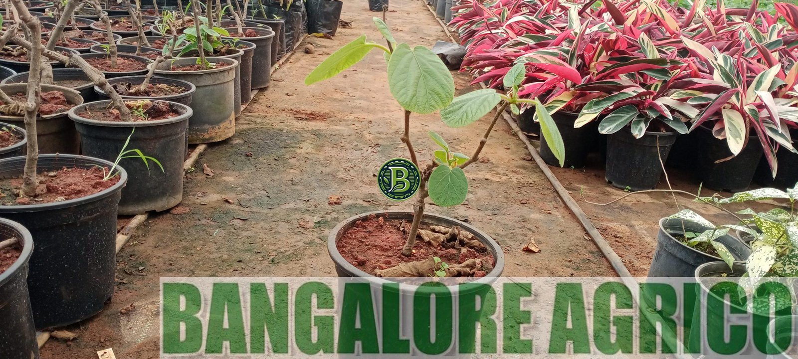 KIWI - Actinidia deliciosa - Pair of 2 plants - BANGALORE AGRICO - Image 2