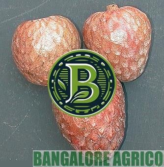 annona-reticulata-bangaloreagrico