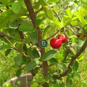 Barbados cherry plant