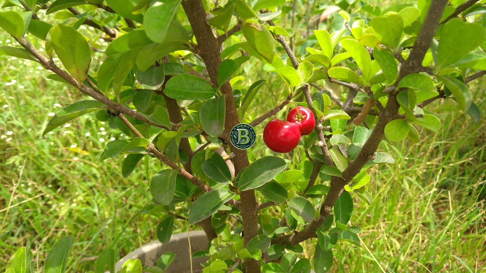 Barbados cherry plant